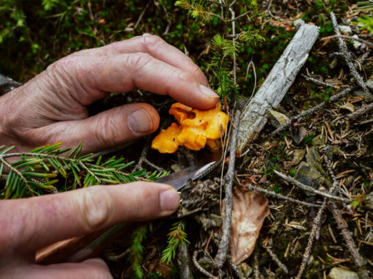 Pilze suchen im heimischen Wald